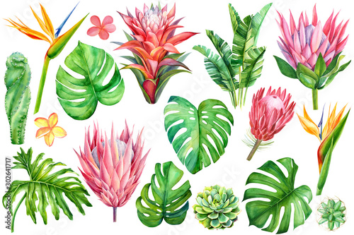 set of tropical plants and flowers on white background  watercolor hand drawing  leaves of palms  monstera  succulent  cactus  protea  strelitzia  plumeria  guzmania