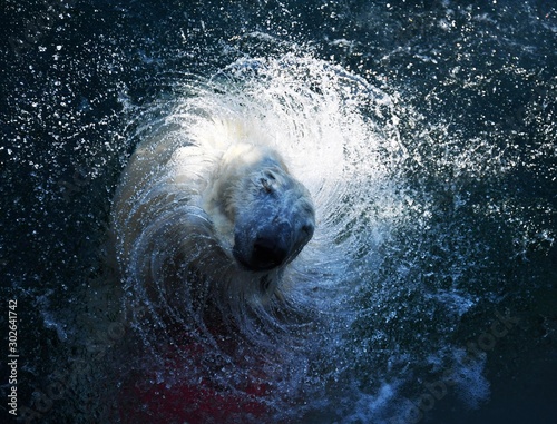 Eisbär im Wasser photo