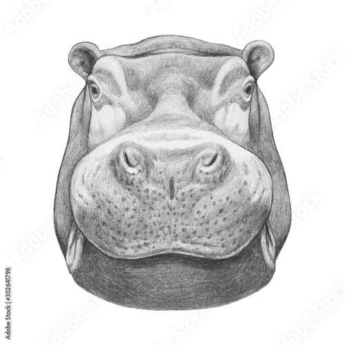 Portrait of Hippo. Hand-drawn illustration. Vector isolated elements.	