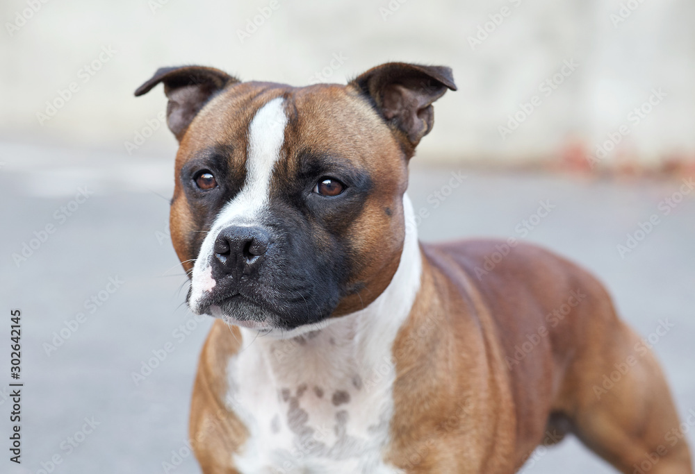 Close up portrait of beautiful staffordshire bull terrier breed dog. Ginger and white color, attentive look, peach background, outdoors, copy space.