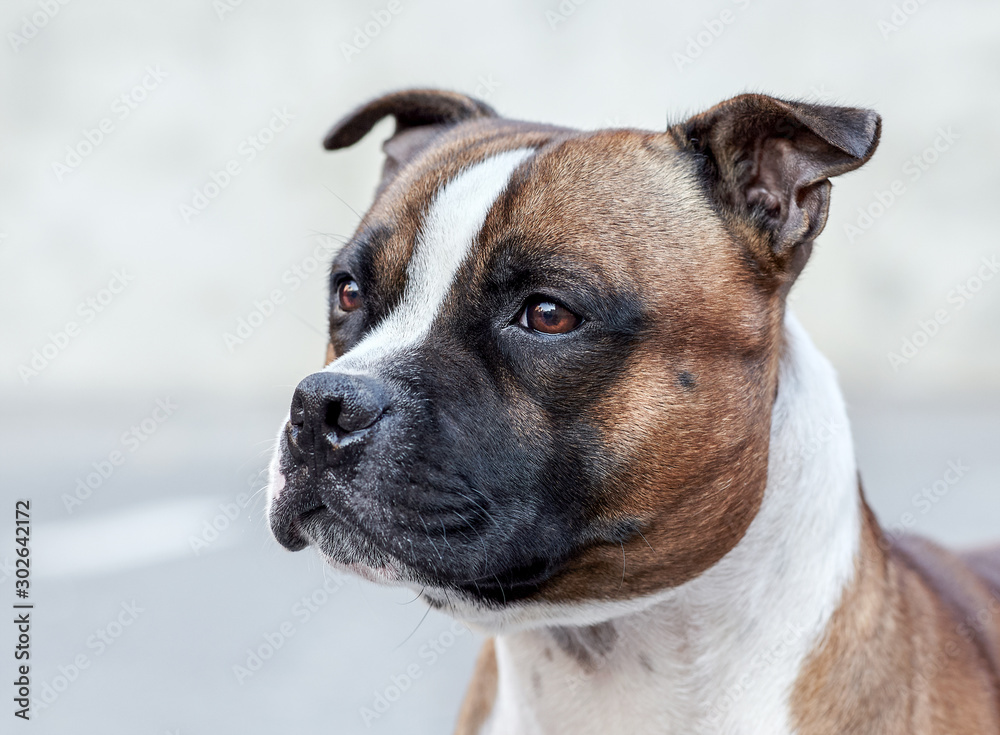Close up portrait of beautiful staffordshire bull terrier breed dog. Ginger and white color, attentive look, peach background, outdoors, copy space.