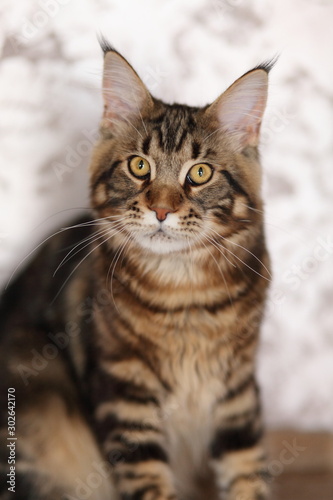 Portrait of domestic tortoiseshell Maine Coon kitten. Cute young cat looking at camera. © azhurfoto