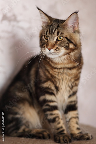 Portrait of domestic tortoiseshell Maine Coon kitten. Cute young cat looking at camera.