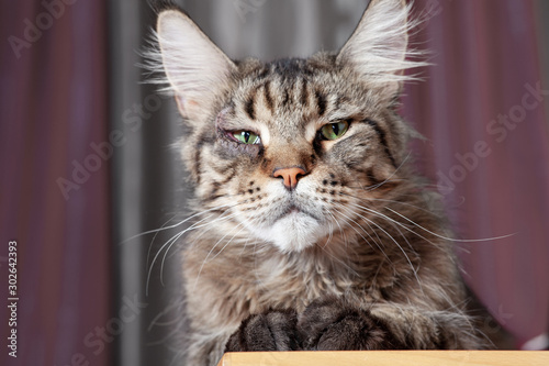 Close up portrait of cat maine coon breed, with surgery on the eye, entropion. Recovery process, good result. Big and fluffy domestic kitten, with green eyes. Indoors, copy space. photo