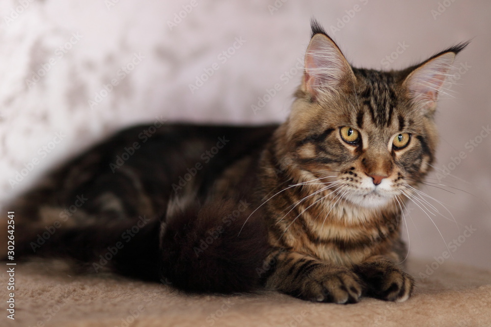 Beautiful young cat main coon