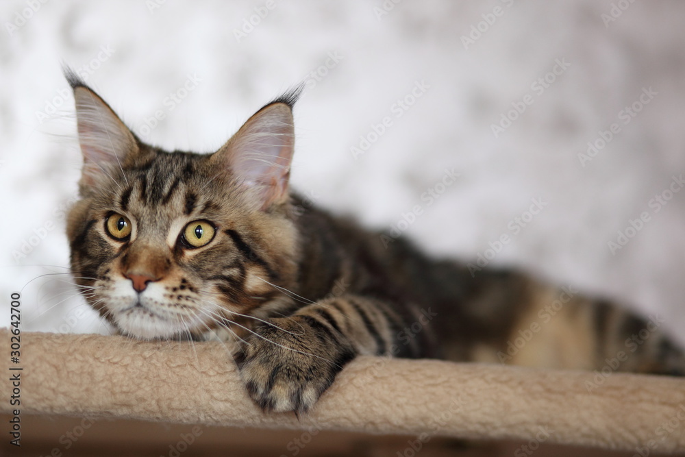 Beautiful young cat main coon - obrazy, fototapety, plakaty 