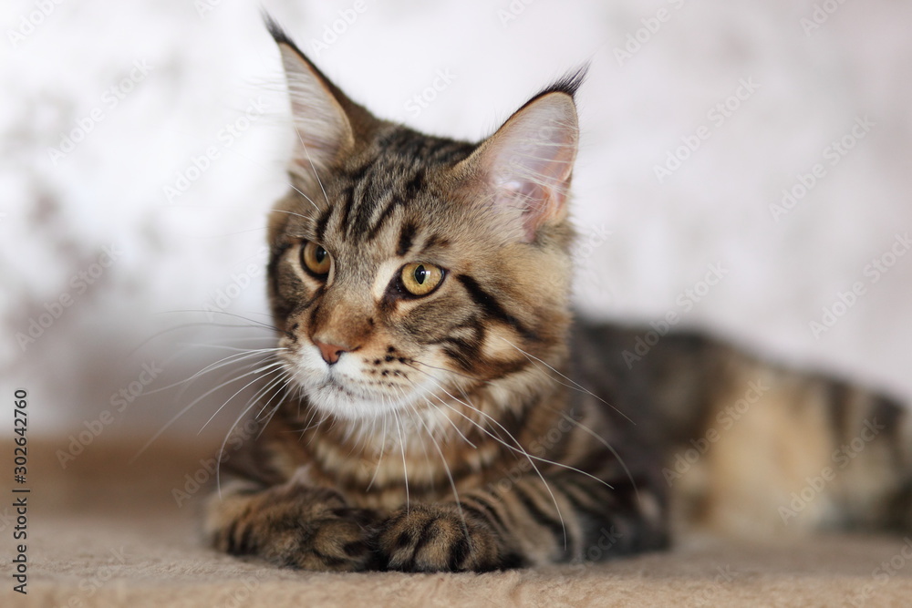 Portrait of domestic tortoiseshell Maine Coon kitten. Cute young cat looking at camera.
