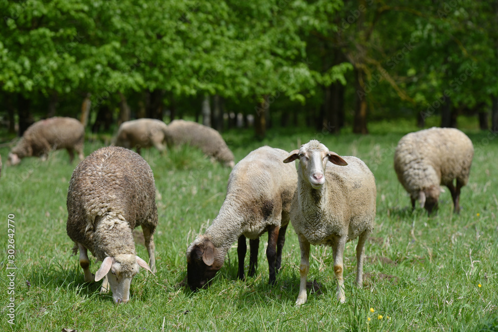 Sheep in nature on meadow. Farming outdoor. Sheep farm. Sheep in nature on meadow. Farming outdoor. Sheep farm.