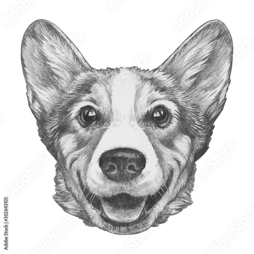 Portrait of Pembroke Welsh Corgi. Hand-drawn illustration. Vector isolated elements.	