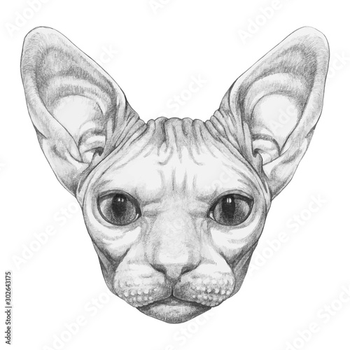 Portrait of Sphynx Cat. Hand-drawn illustration. Vector isolated elements.	