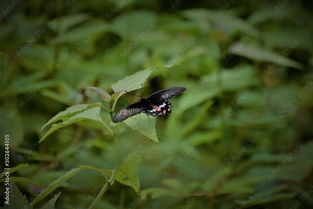 fly on a leaf fly on a leaf