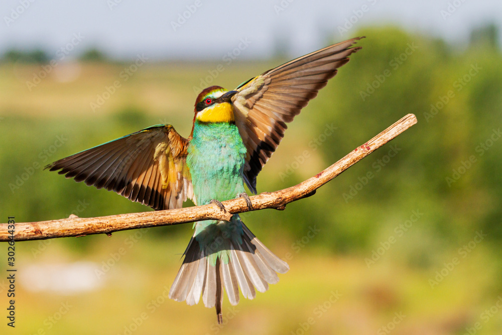 bee-eater sits on a branch
