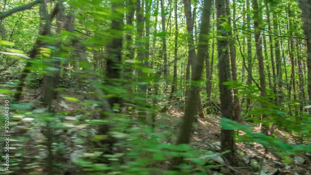 Tracking shot rushing through a dense leafy forest on a bright sunny day with dramatic lens flare artifact Tracking shot rushing through a dense leafy forest on a bright sunny day with dramatic lens flare artifact