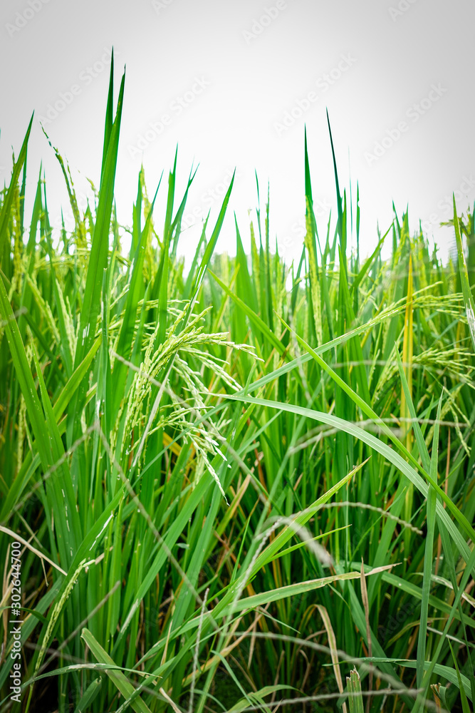 Obraz premium Organic green rice field for background