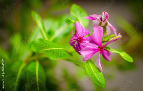 Beautiful Flower