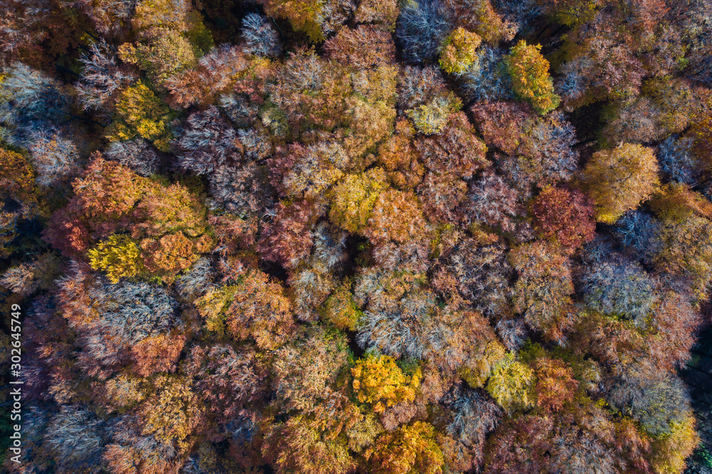 Deutscher Wald im Herbst von oben 
