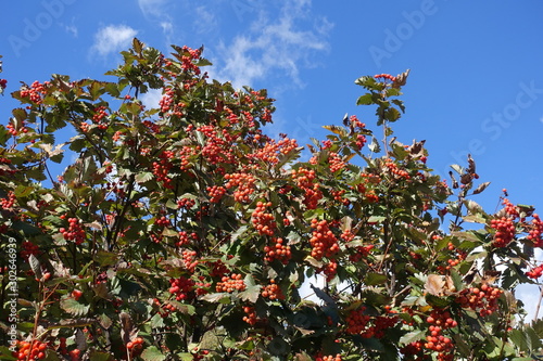 Foliage and fruits of Sorbus aria  against blue sky in October