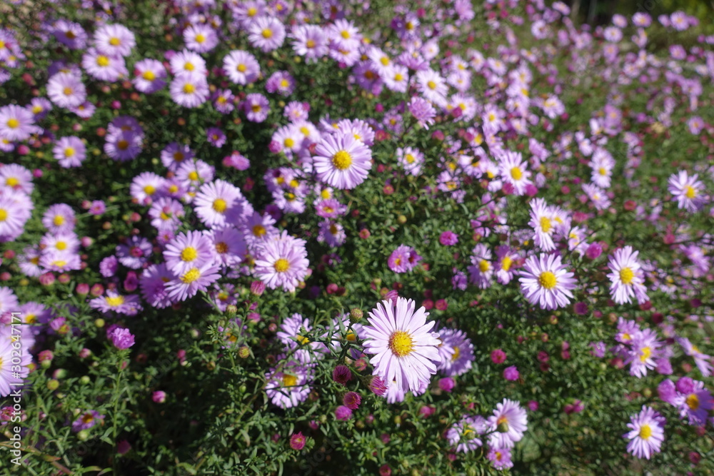 Florescence of pink Symphyotrichum dumosum in October Florescence of pink Symphyotrichum dumosum in October