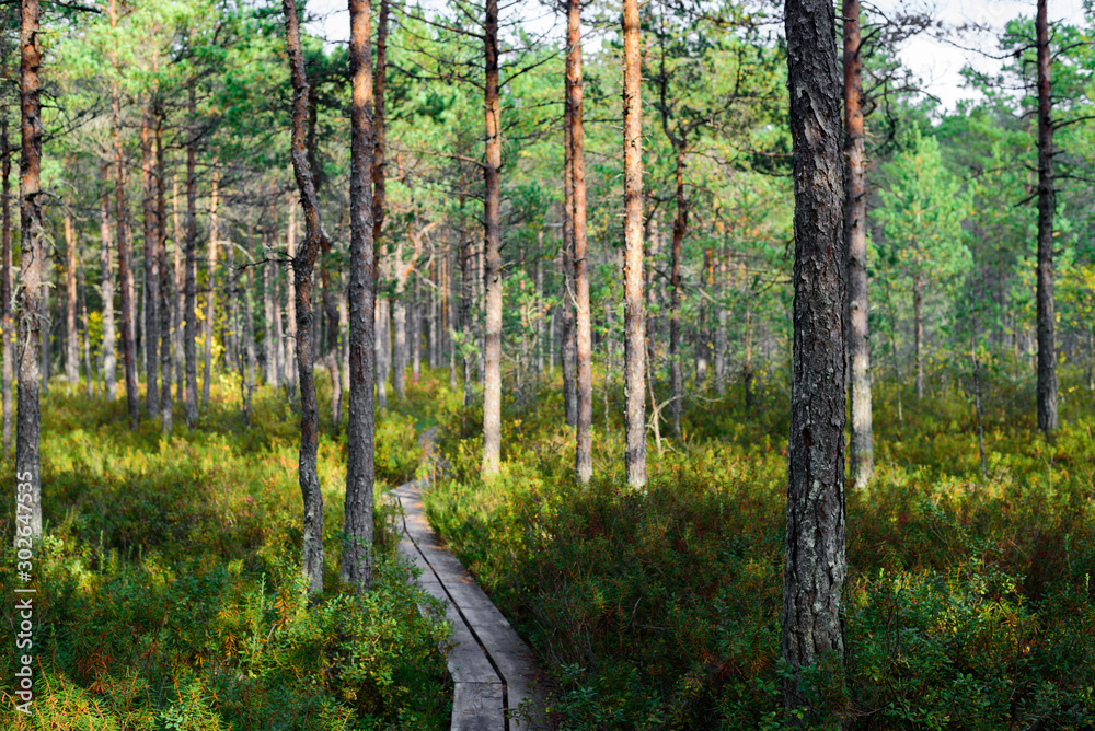Obraz premium Hiking trails in forest and bog, Estonia