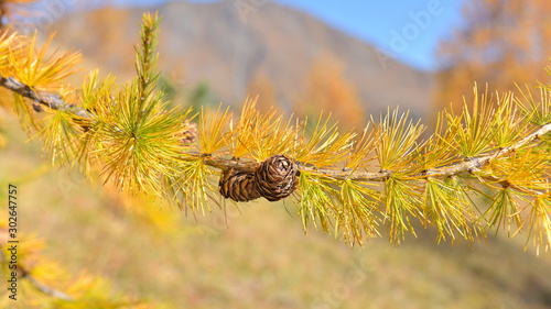 primo piano di un larice giallo in montagna in autunno