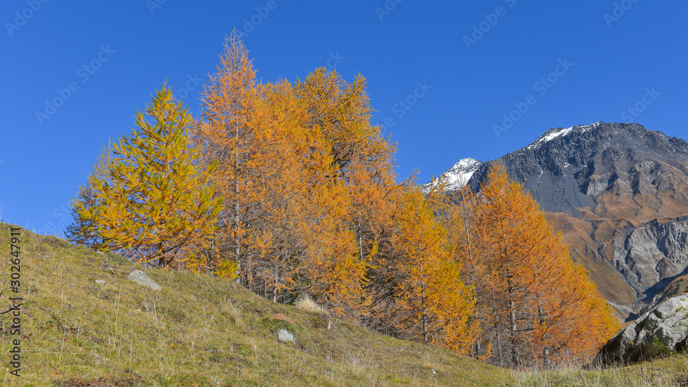 panoramica del bosco in autunno con larici e pini colorati di giallo e arancione