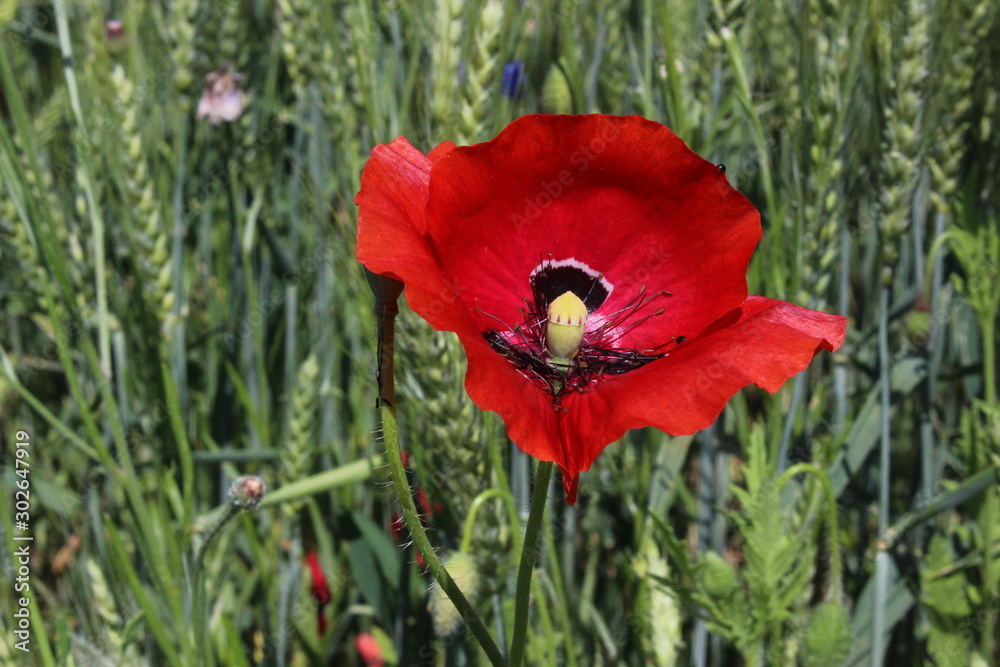 Fototapeta premium Papavero / Fiore rosso
