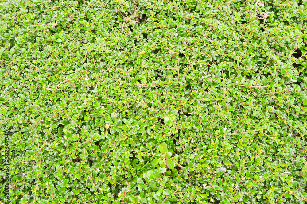Green leaves for background Green leaves for background