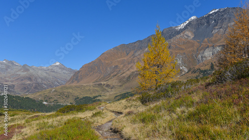 panoramica del bosco in autunno con larici e pini colorati di giallo e arancione