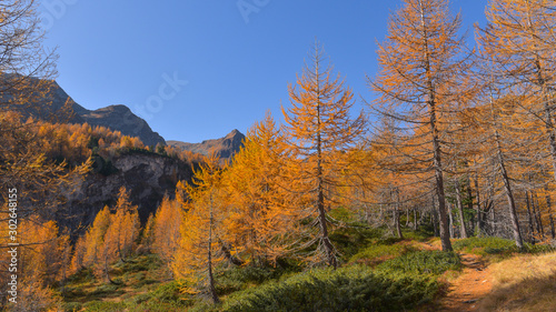 panoramica del bosco in autunno con larici e pini colorati di giallo e arancione