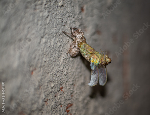 Cicada