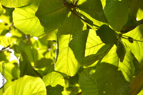 leaves