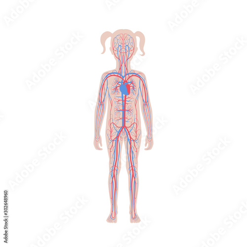 circulatory system anatomy