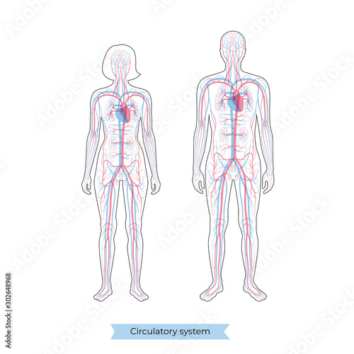 circulatory system anatomy