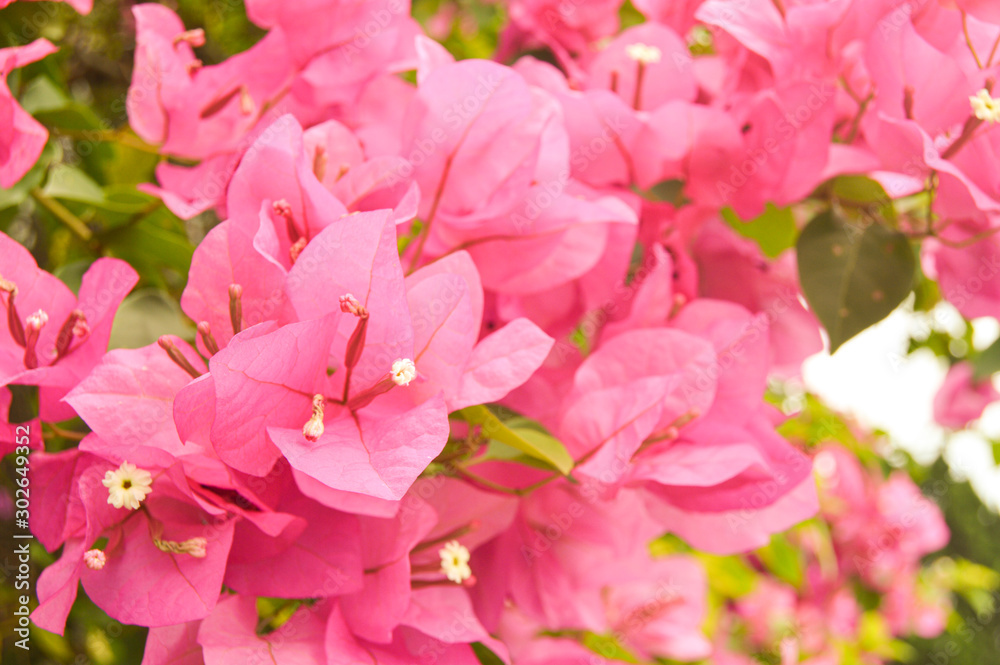 Bougenville flowers are in full bloom