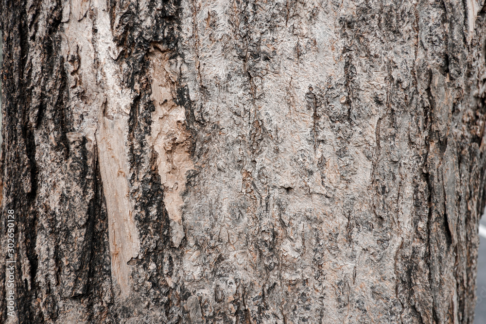 Texture of tree for background Texture of tree for background