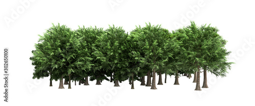 Canvas Print Green trees isolated on white background no shadow Forest and foliage in summer
