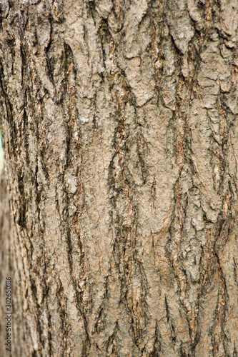 Texture of tree for background