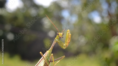 mantis god