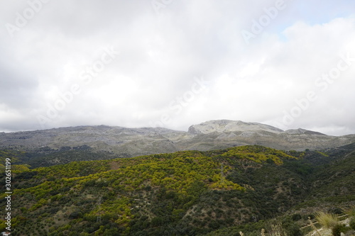  autumn forest clouds Castanea sativa chesnut castañar otoño en el valle del genal serrania de ronda malaga andalucia 