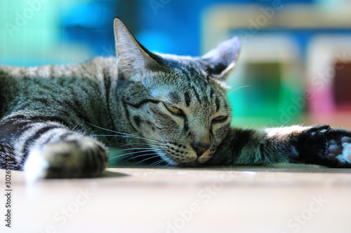 Close up tabby cat relaxes sleeping on the floor with warm sunlight at sunday morning with copy space