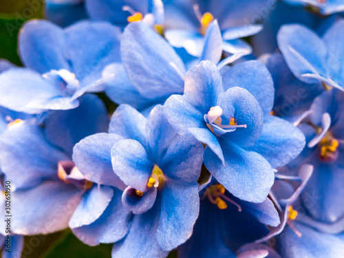 Flowering blue-white African violet (Saintpaulia) - Selective focus. photo