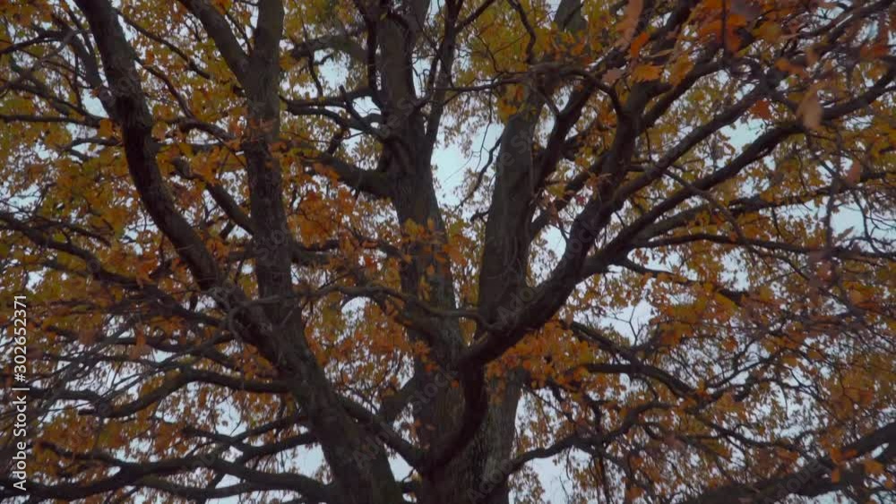 Single oak tree in the grass field. Camera zooming in. Single oak tree in the grass field. Camera zooming in.