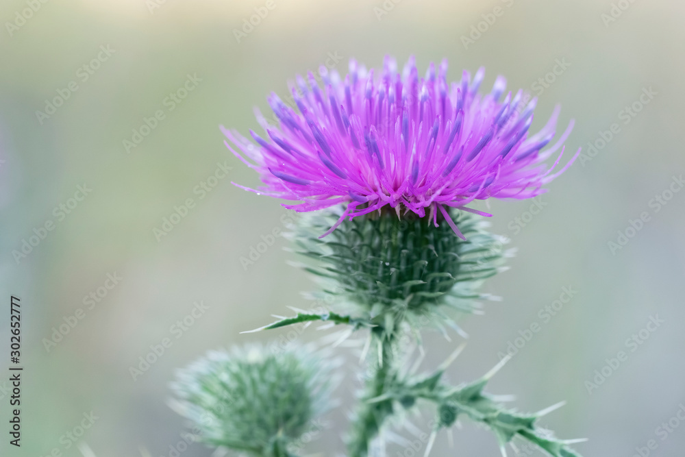 Carduus crispus, the curly plumeless thistle or welted thistle. Honey flower. Place for text Carduus crispus, the curly plumeless thistle or welted thistle. Honey flower. Place for text