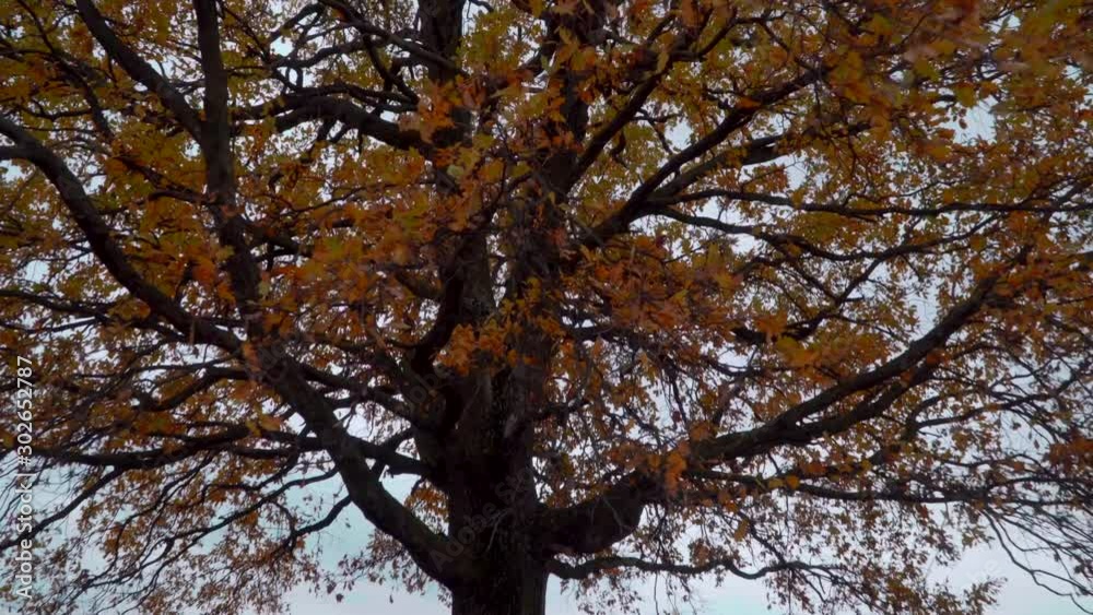 Single oak tree in the grass field. Camera zooming in. Single oak tree in the grass field. Camera zooming in.