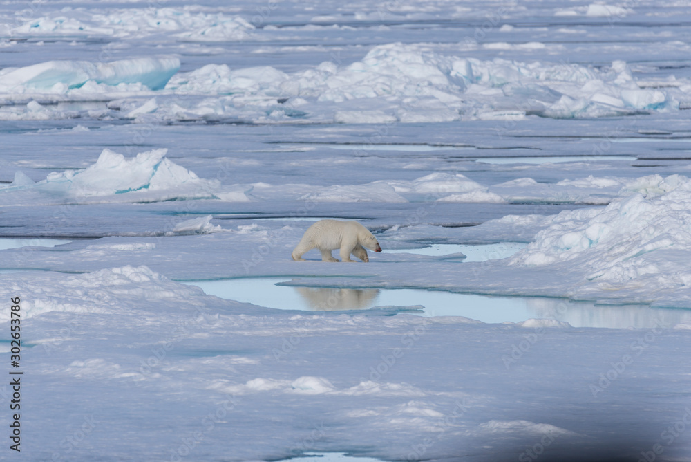 Two wild polar bears going on the pack ice north of Spitsbergen Island, Svalbard Two wild polar bears going on the pack ice north of Spitsbergen Island, Svalbard