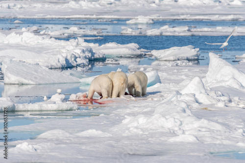 Wild polar bear  Ursus maritimus  mother and two young cubs on the pack ice  north of Svalbard Arctic Norway