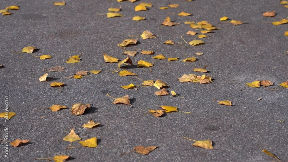 Autumn sunny day, the wind blows fallen yellow leaves lying on the pavement. Autumn has come. Warm autumn mood Autumn sunny day, the wind blows fallen yellow leaves lying on the pavement. Autumn has come. Warm autumn mood