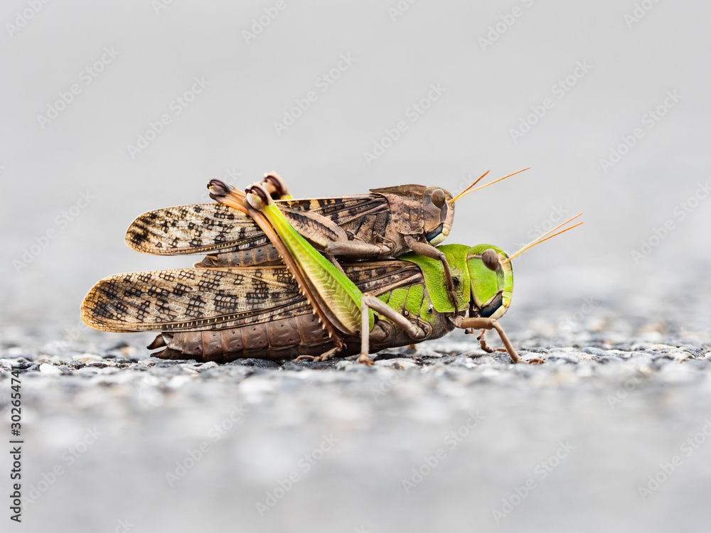 トノサマバッタのつがい Stock Photo Adobe Stock