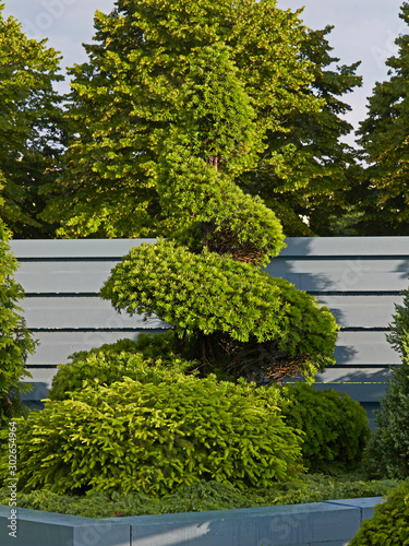 Conifers with topiary display in a raised terred border in a show garden
