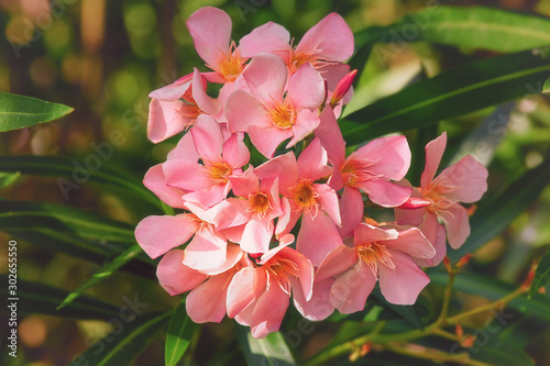 Photos Pink oleander blossom, floral background